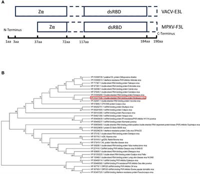 Transcriptome and proteomic analysis of mpox virus F3L-expressing cells